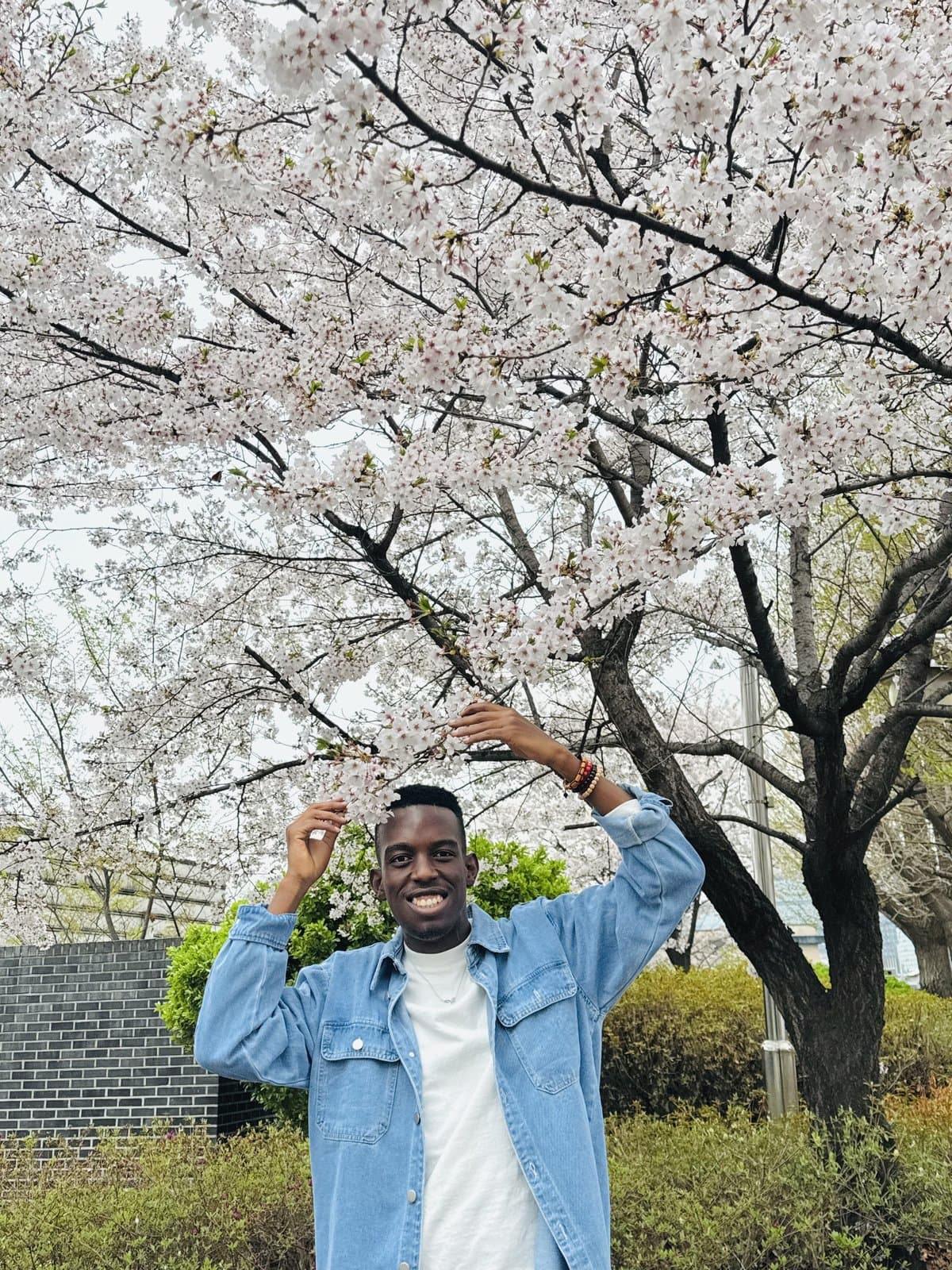Cherry blossoms in Korea